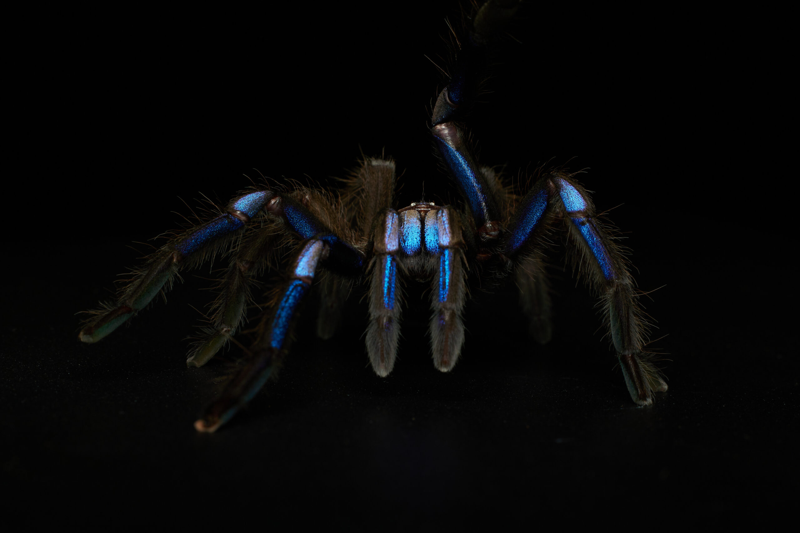 Gem Of Mangrove Forest, “Electric-Blue Tarantula” The World’s Newly ...